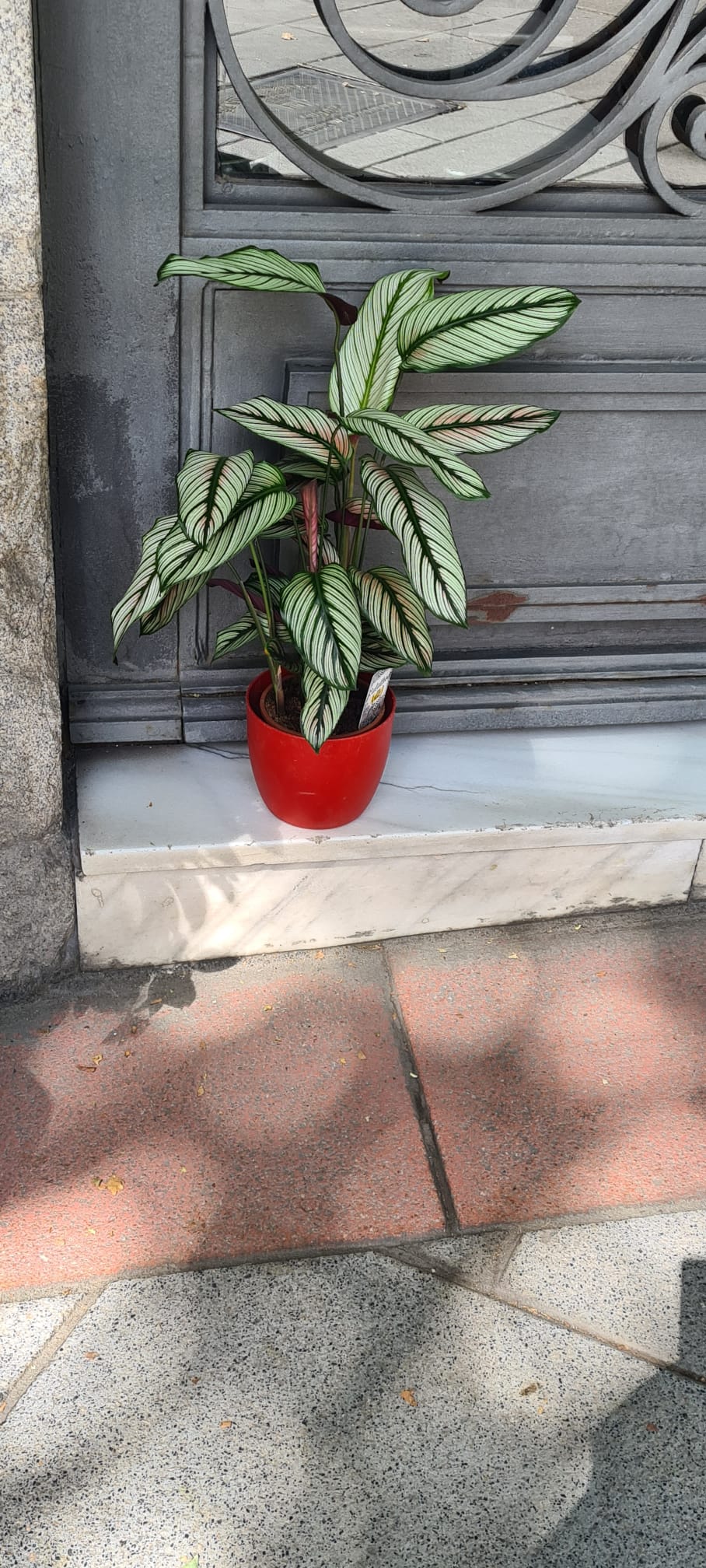 Maranta
