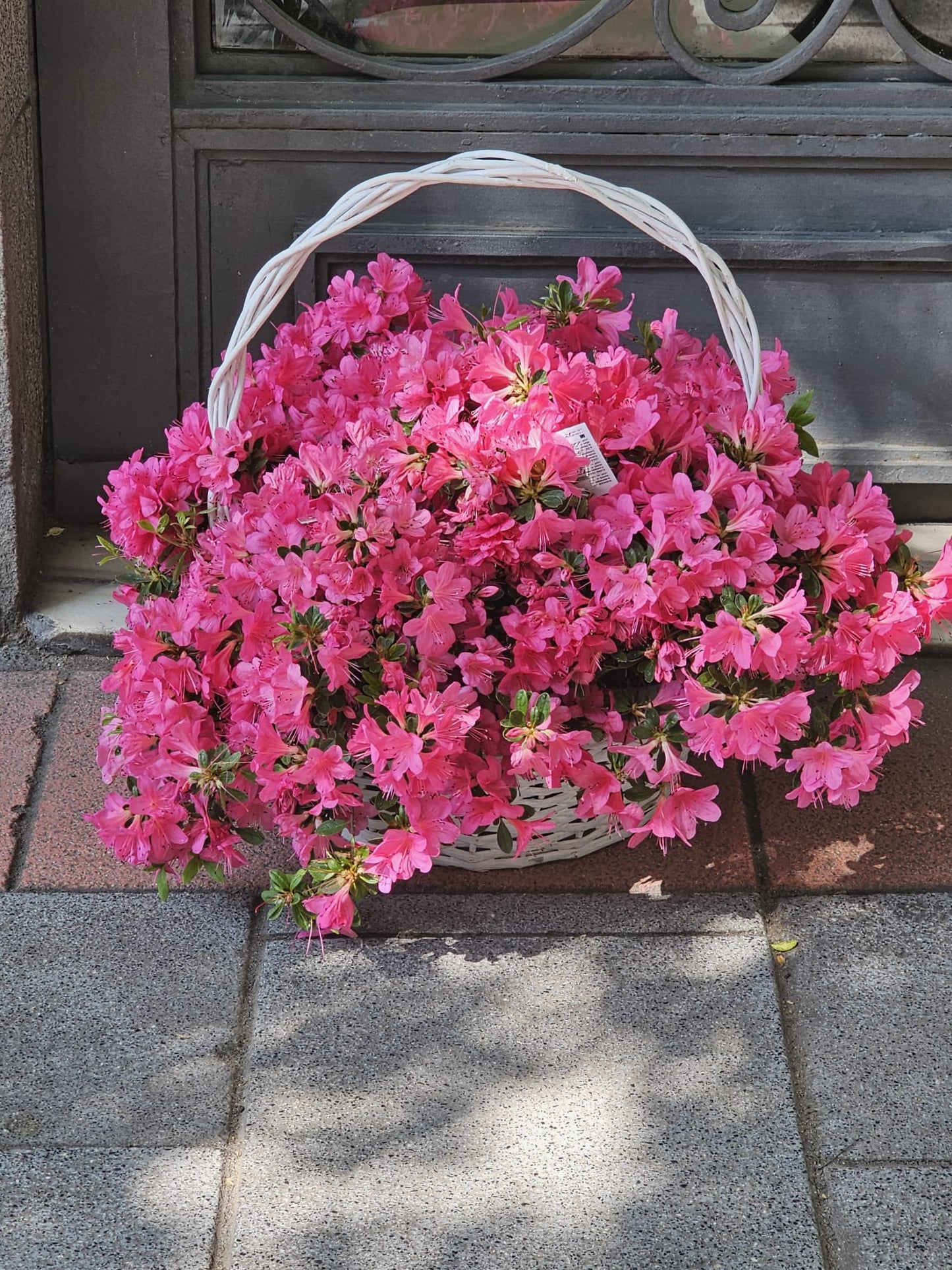 Nube rosa